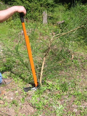 Place the Extractigator around the plant.  This is Scotch Broom The Extractigator works great with removing elaeagnus