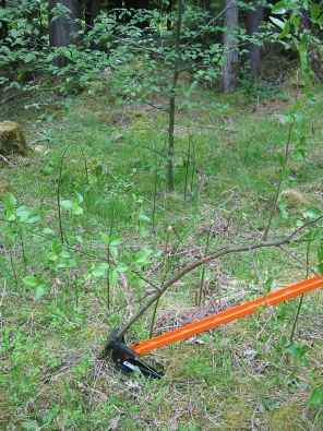 Push down... The Extractigator works great with removing Japanese Barberry