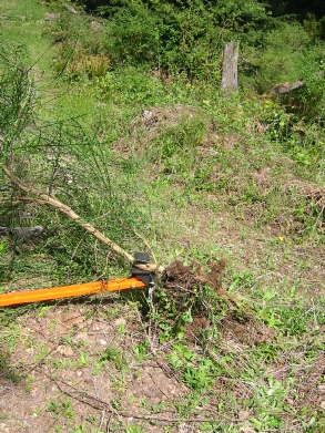 The Extractigator uproots any woody stem plant The Extractigator works great with removing Gorse