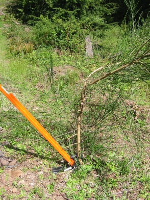 Start pushing the handle to the ground... use your body weight The Extractigator works great with removing Giant Hogweed