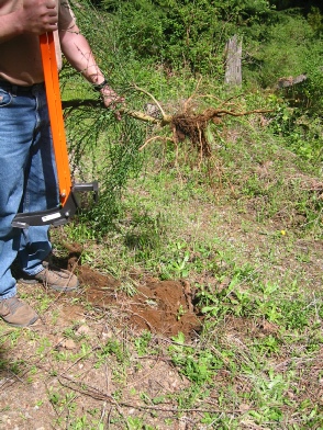 The Extractigator pulled out this broom plant... roots and all! The Extractigator works great at removing Hackberry