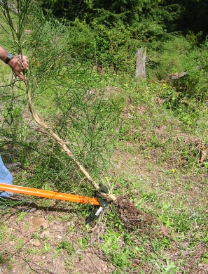 Push the Extractigator handle to the ground to uproot the plant The Extractigator works great with removing Garlic Mustard