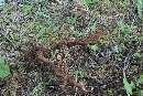 The Extractigator works great with removing crepe myrtle
