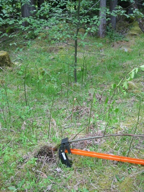 And it's out of the ground!! The Extractigator works great with removing Japanese Knotweed