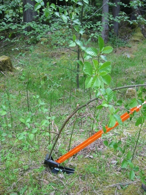 Place around The Extractigator works great with removing Holly