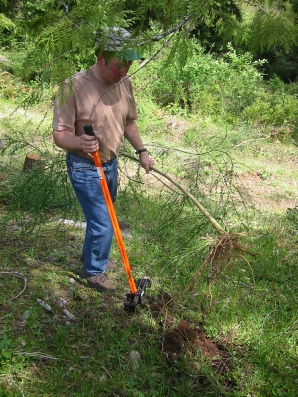 The Extractigator Uprooted this Scotch Broom Bush The Extractigator works great with removing Privet